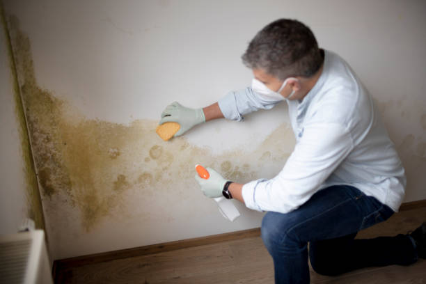 Best Water Damage & Mold Remediation  in Gonzales, TX